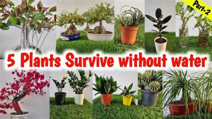 Can DNA survive in water?