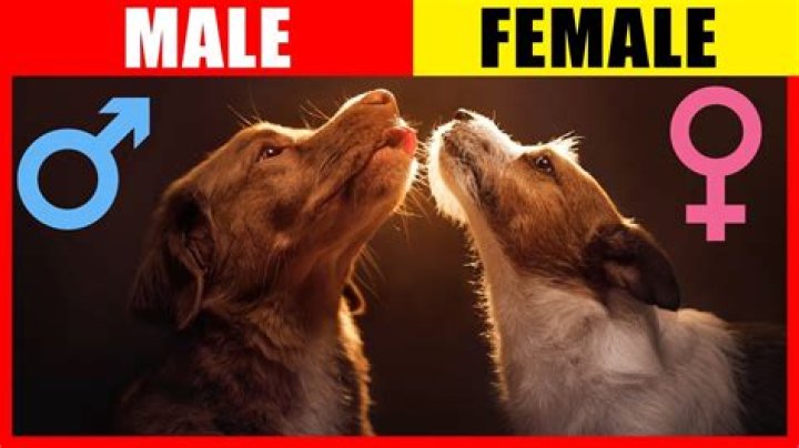 Can dogs change gender?