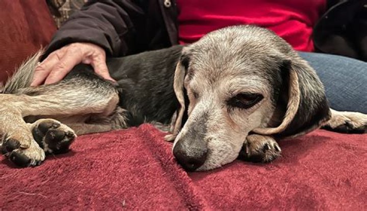 Can dog's come back to life after euthanasia?