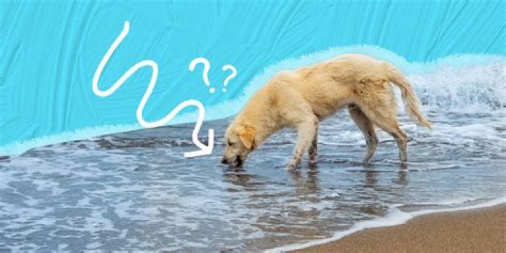 Can dogs drink ocean water?