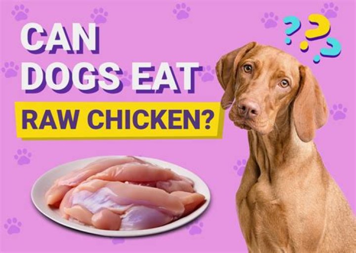 Can dogs eat chicken that has been left out?