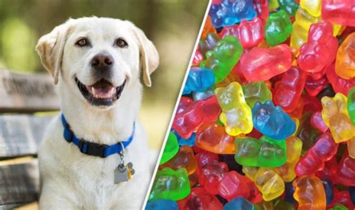 Can dogs eat jelly babies?
