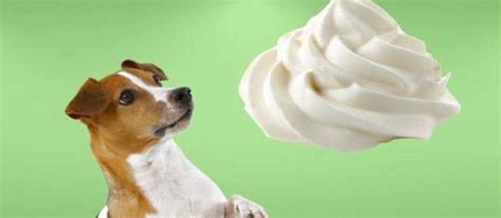 Can dogs eat whipped cream from Starbucks?