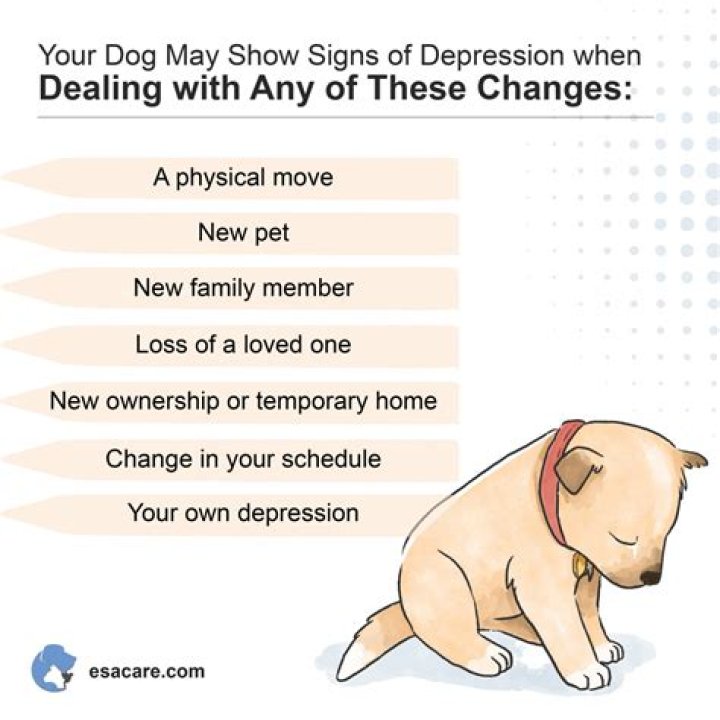 Can dogs get depressed?
