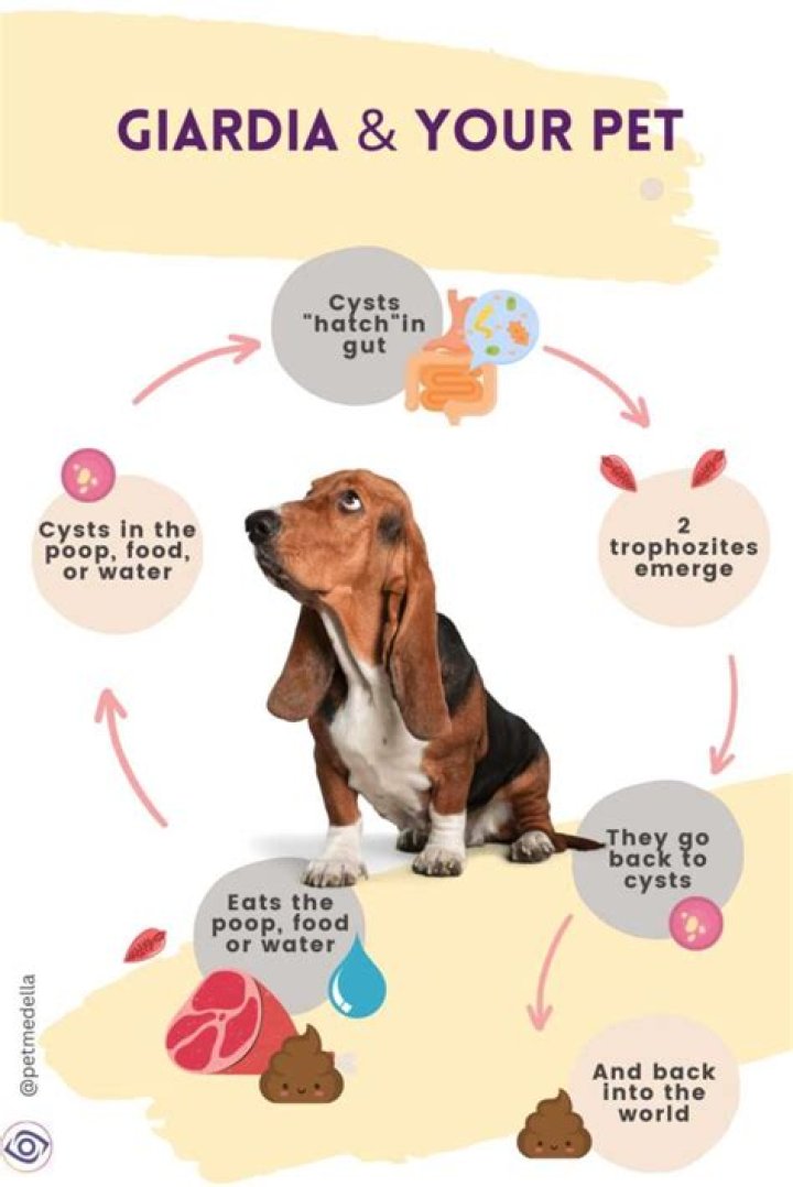 Can dogs get giardia from horse poop?