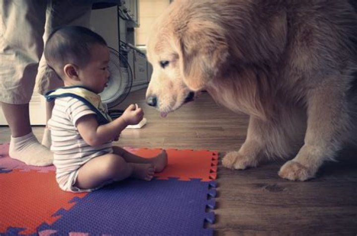 Can dogs get jealous of babies?