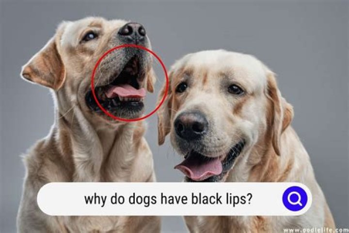 Can dogs have black means?