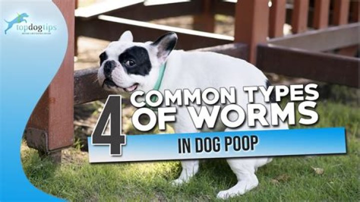 Can dogs poop out maggots?