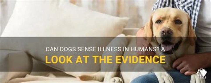 Can dogs tell if humans are sick?
