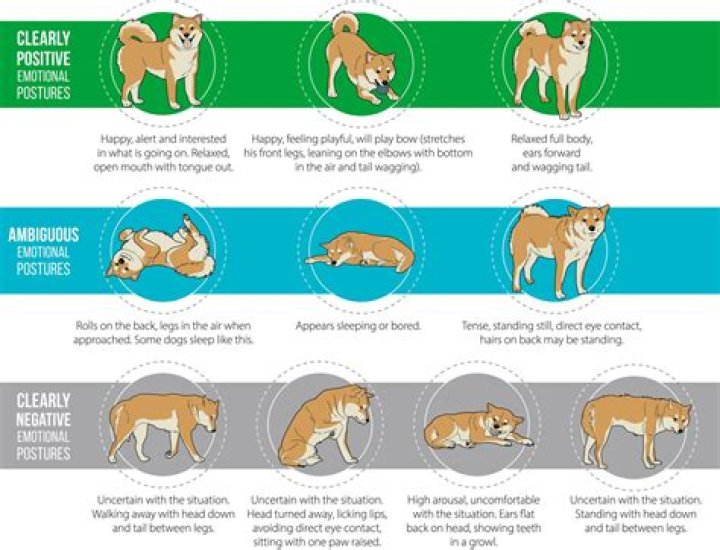 Can dogs tell you don't like them?