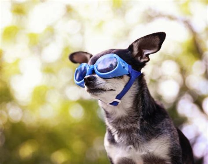 Can dogs wear glasses?