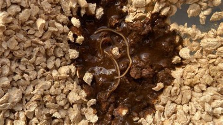 Can fish poop worms?