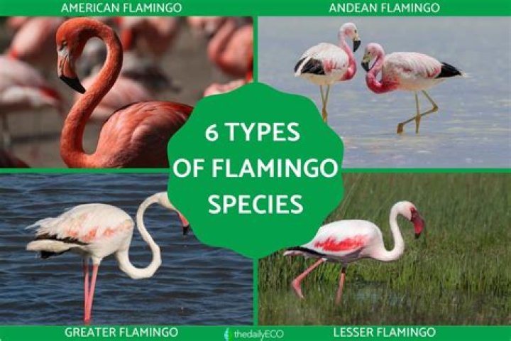 Can flamingos freeze?