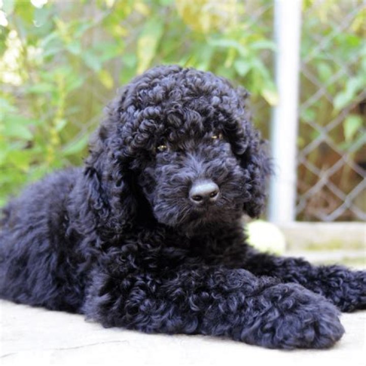 Can Goldendoodles be black and brown?
