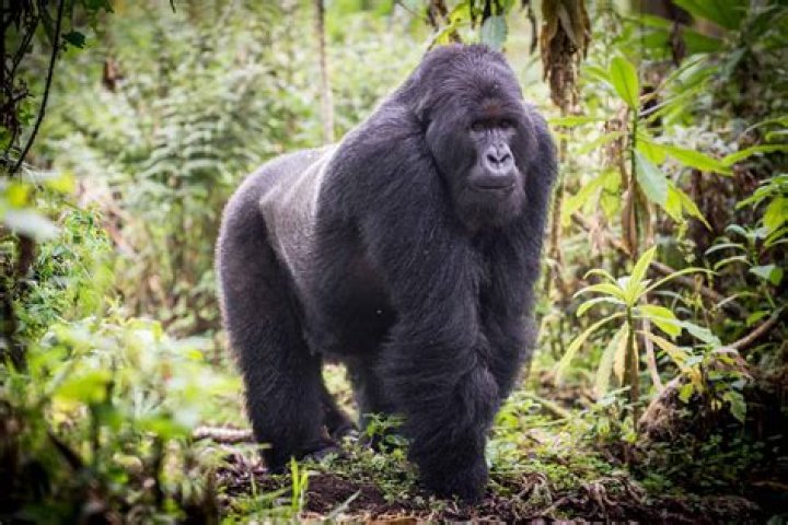 Can gorillas survive North America?