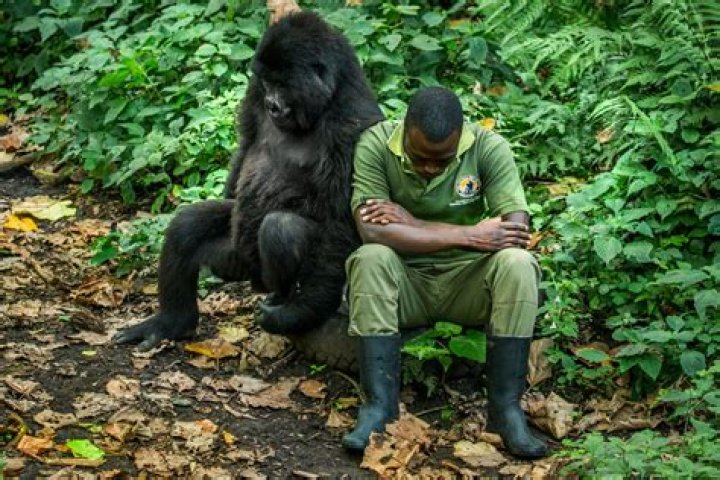 Can gorillas understand humans?