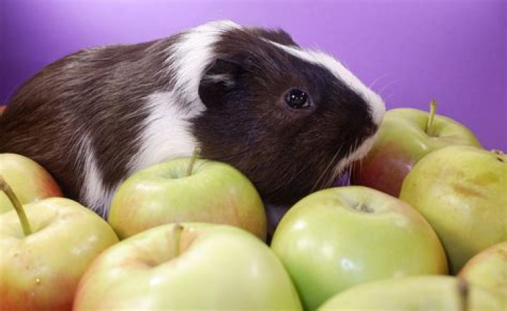 Can guinea pigs eat corn thins?