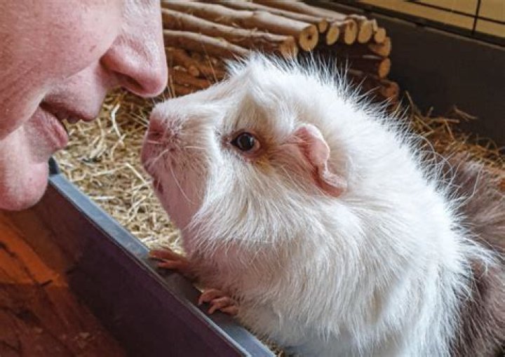 Can guinea pigs sense sadness?