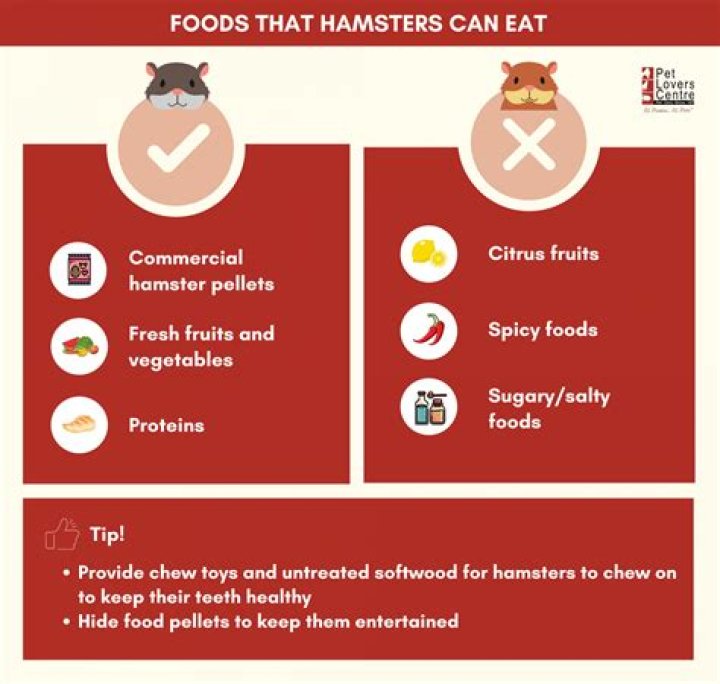 Can hamsters eat chicken?