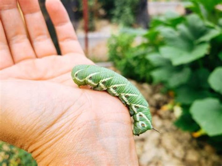 Can hornworms hurt you?
