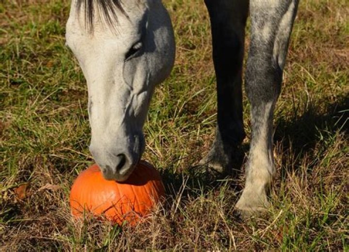 Can horses eat freshly slashed grass?