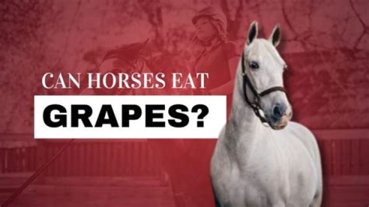 Can horses eat grapes?
