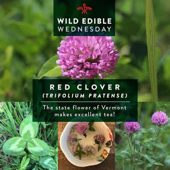 Can horses eat too much clover?