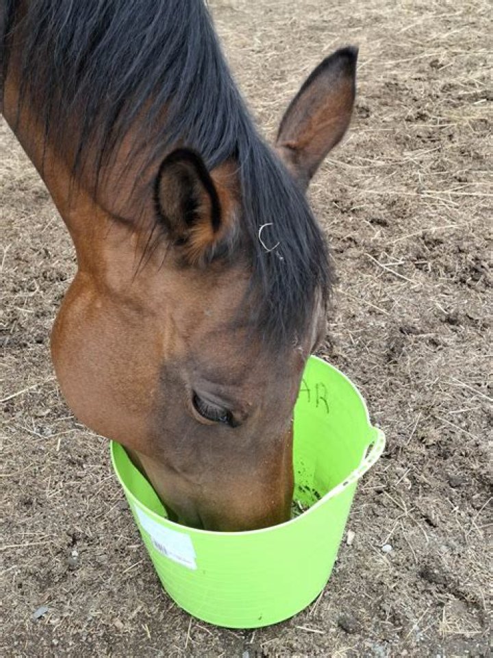 Can horses smell water?
