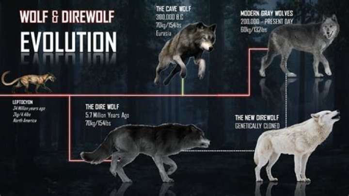 Can humans outrun wolves?