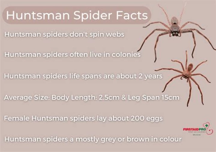 Can huntsman spiders jump?