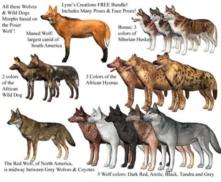 Can hyenas breed with wolves?