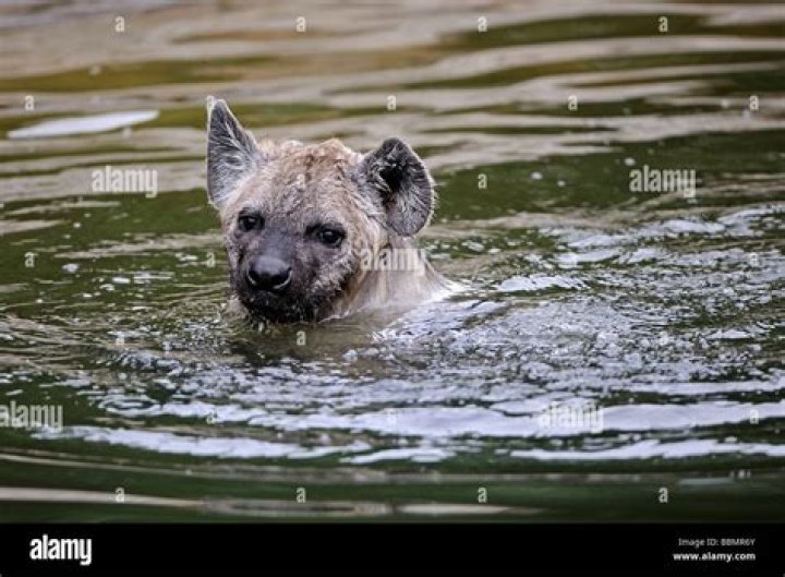 Can hyenas swim?