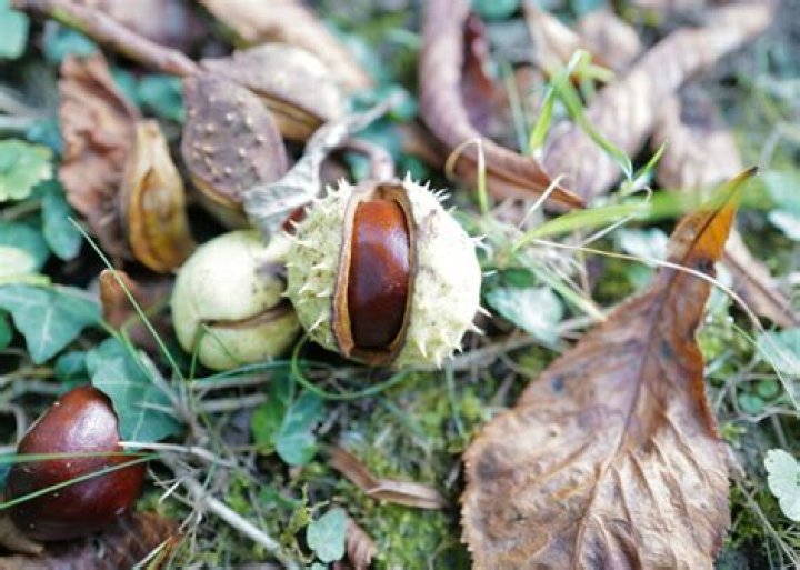 Can I burn wood in my garden UK?