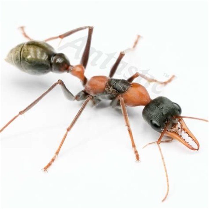 Can I buy a queen ant?