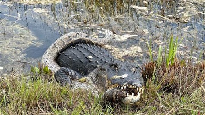 Can I eat alligator when pregnant?