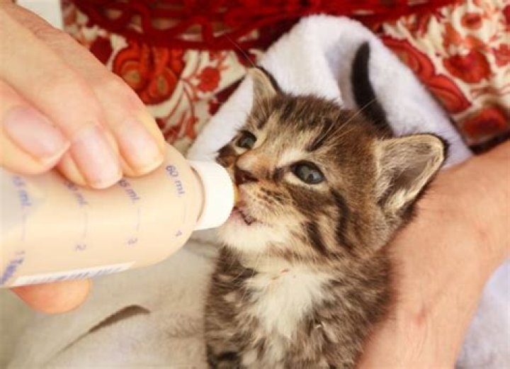 Can I give a kitten milk?
