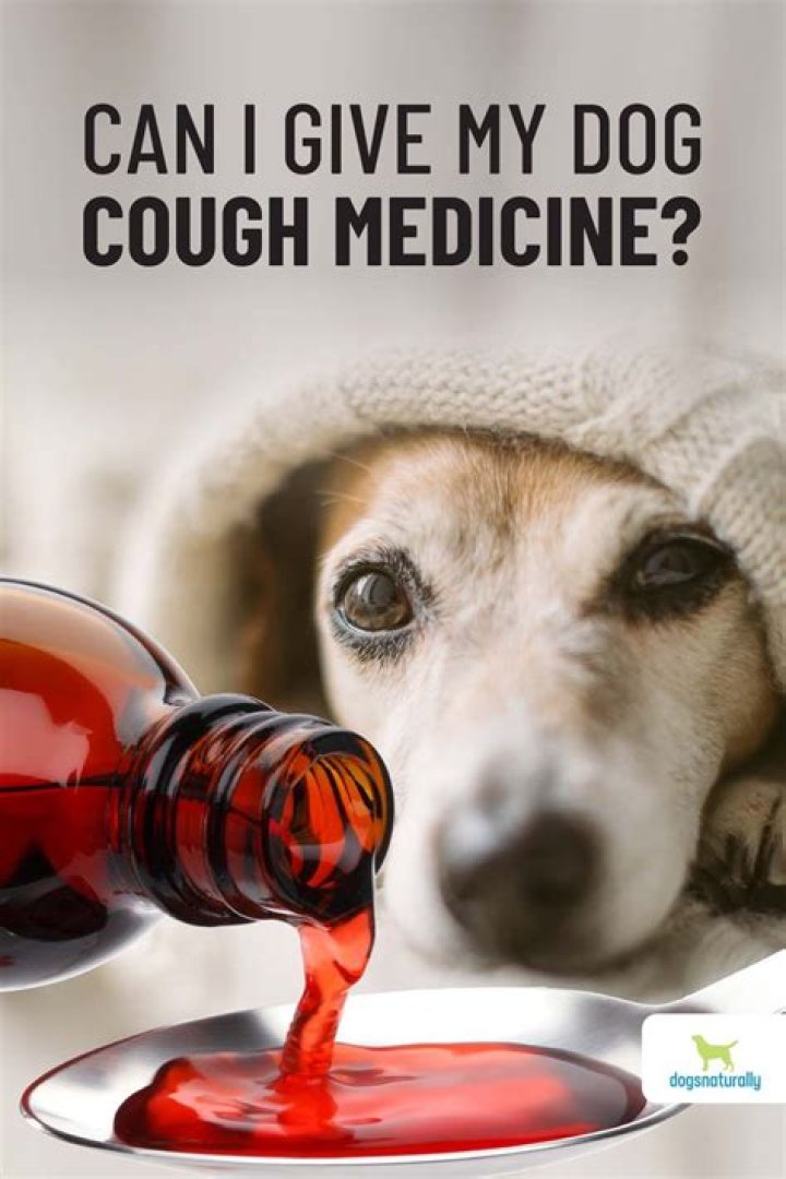 Can I give my dog alcohol?