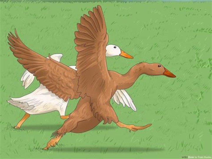 Can I keep a bird I found?