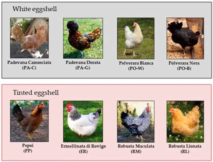 Can I mix different breeds of chickens?