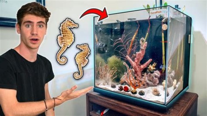 Can I put a seahorse in my fish tank?