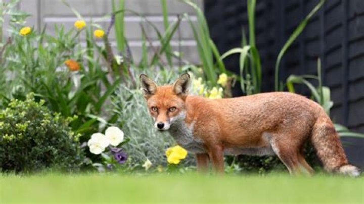 Can I shoot a fox in my garden UK?