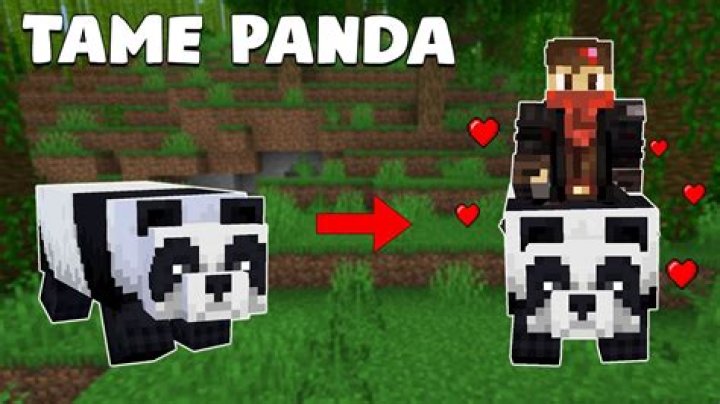 Can I tame a panda in Minecraft?