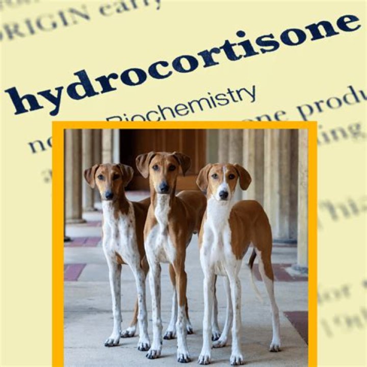 Can I use human hydrocortisone cream on my dog?