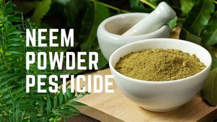 Can I use neem powder daily?
