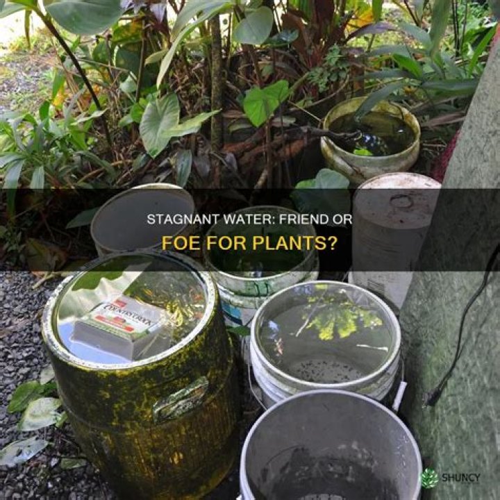 Can I use stagnant water on plants?