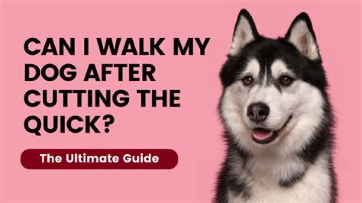 Can I walk my dog after cutting the quick?