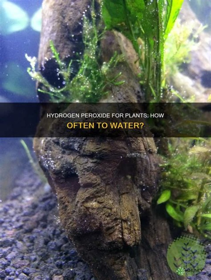 Can I water plants with hydrogen peroxide?