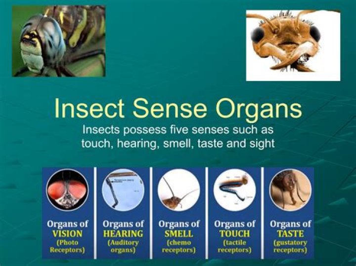 Can insects sense danger?