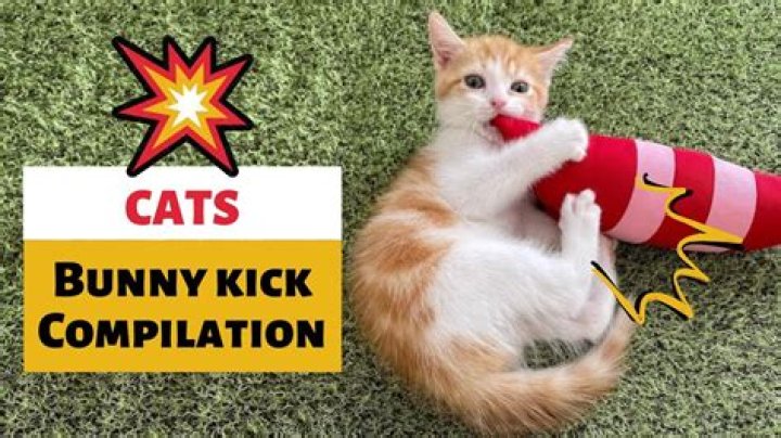 Can kicking a cat hurt it?