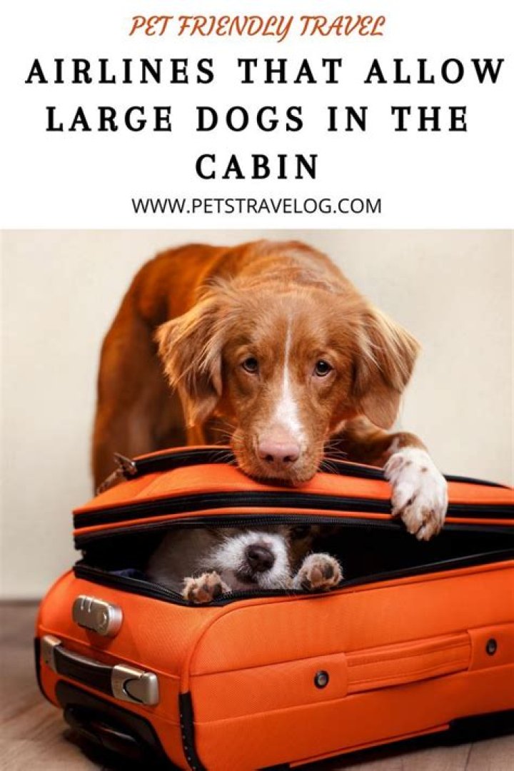 Can large dogs fly first class?